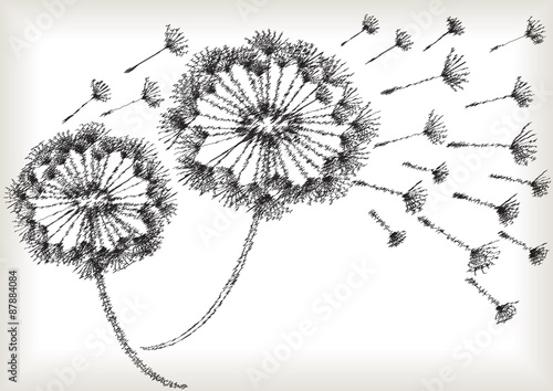 black and white vector scribble dandelions