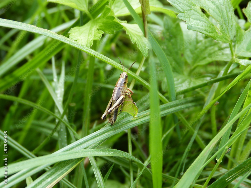 sauterelle dans son royaume de verdure sauterelle dans son royaume de verdure