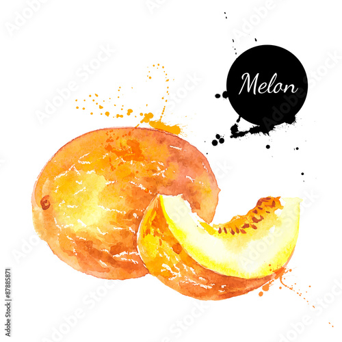 Hand drawn watercolor painting melon on white background
