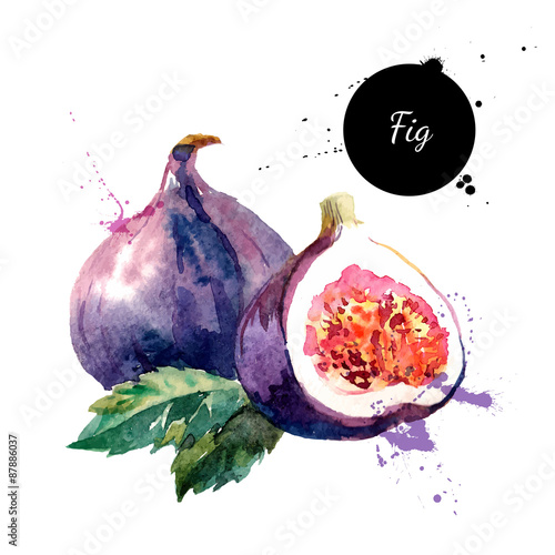 Hand drawn watercolor painting fruit fig on white background photo