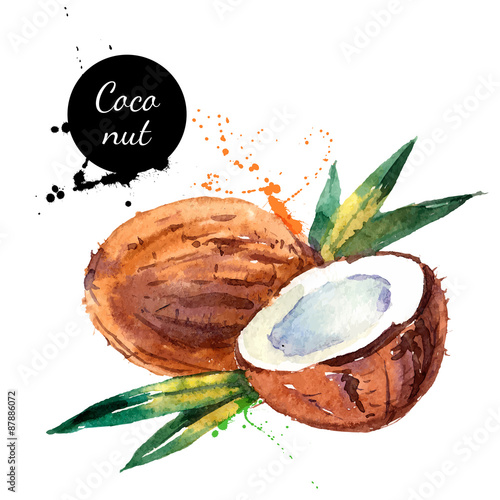 Hand drawn watercolor painting fruit coconut on white background
