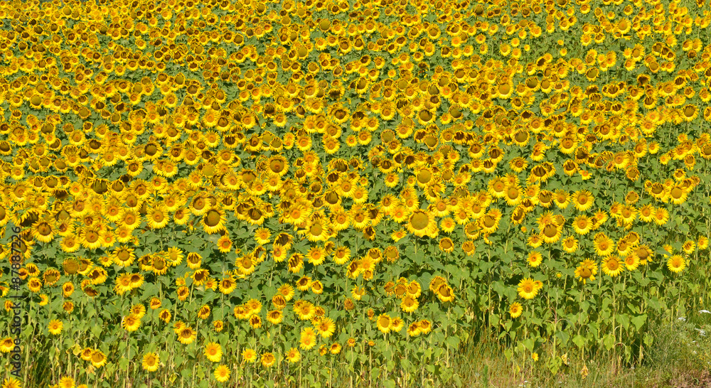 Obraz premium Sonnenblumenfeld