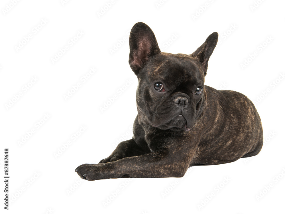 Cute French bulldog dog lying down isolated at a white background