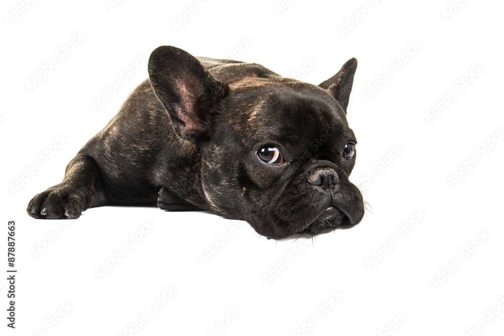 Cute French bulldog lying down on the floor isolated on a white background