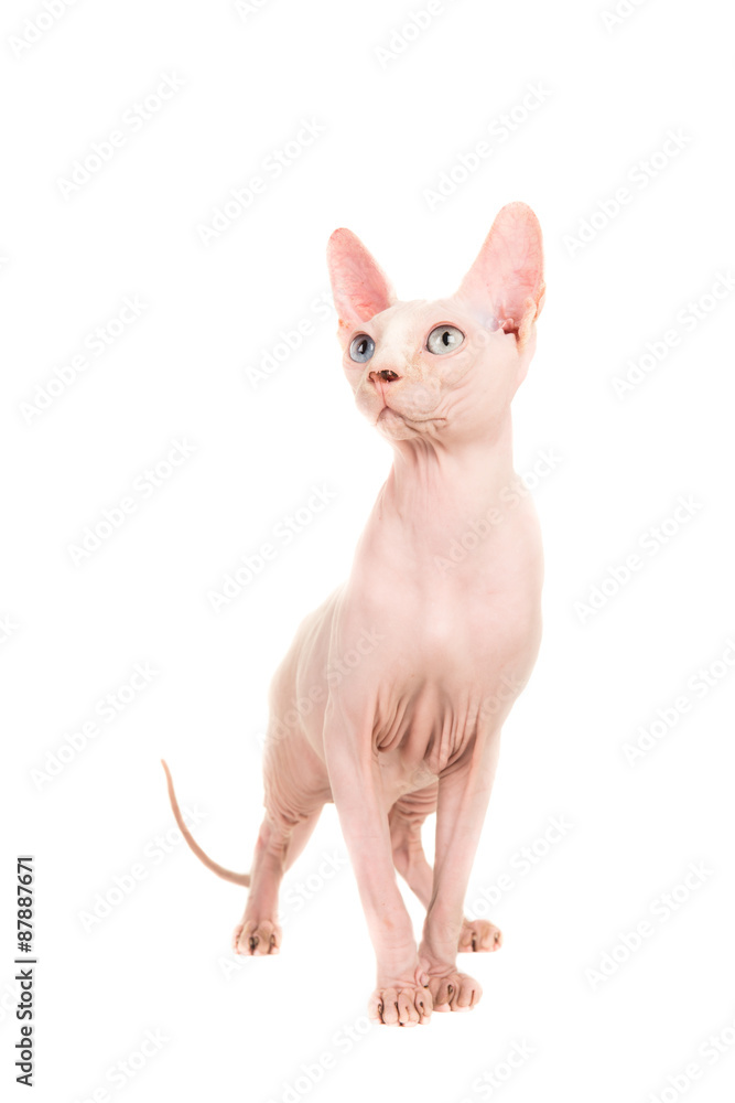 Gracious sphinx cat standing and looking up at an isolated background