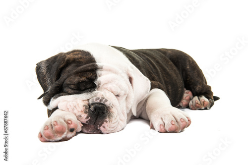 Fototapeta Naklejka Na Ścianę i Meble -  Cute english bulldog puppy sleeping isolated at a white background