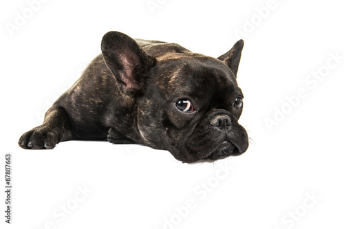 Cute French bulldog lying down on the floor isolated on a white background © Elles Rijsdijk