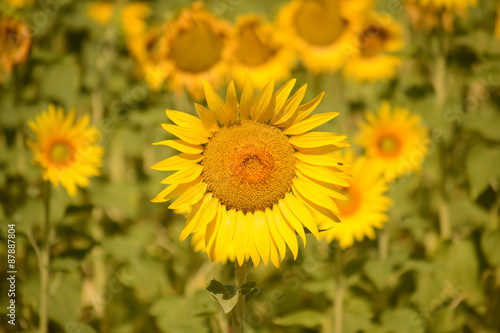Sonnenblumen © D. Fabri