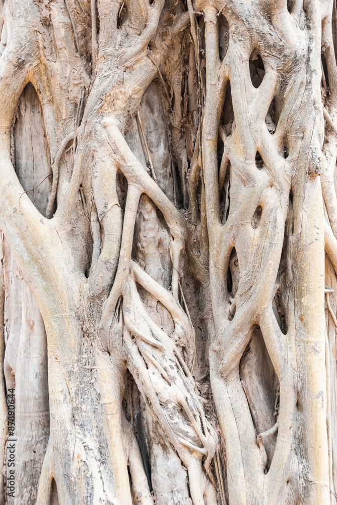 The roots of big trees in Asia The roots of big trees in Asia