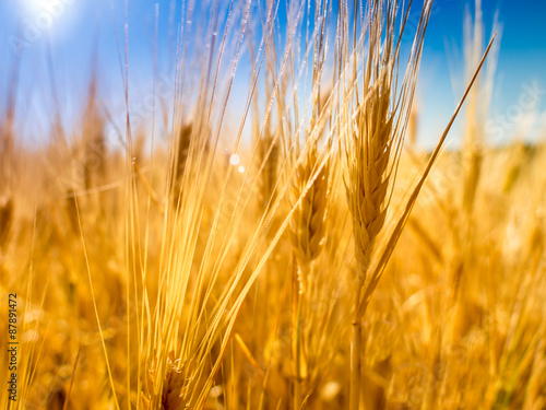 Wheat field II