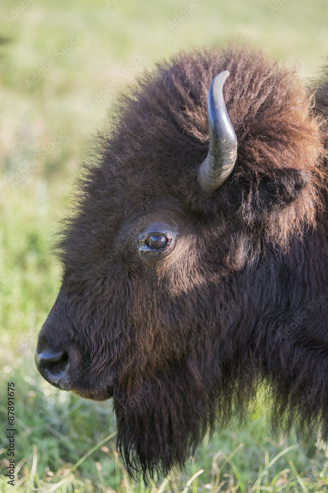 American bison cow, head profile; Maxwell Wildlife Preserve, Kansas