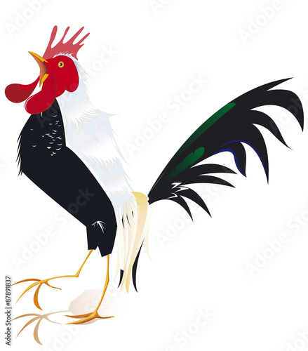 coq noir