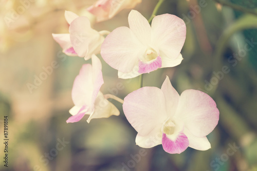 orchids in soft style,nature background © saknakorn