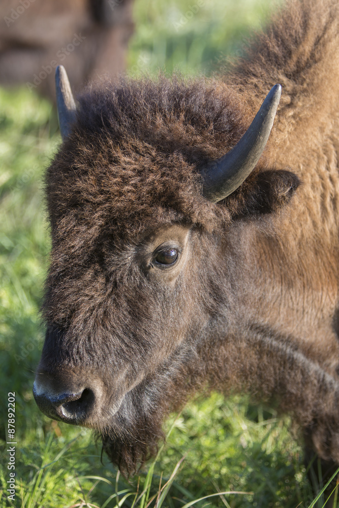 head of American bison cow