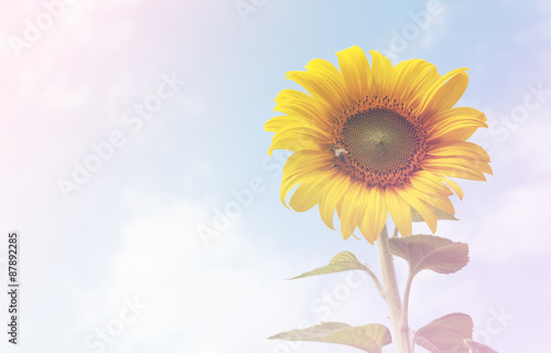 Sunflower over cloudy blue sky with color filters soft focus