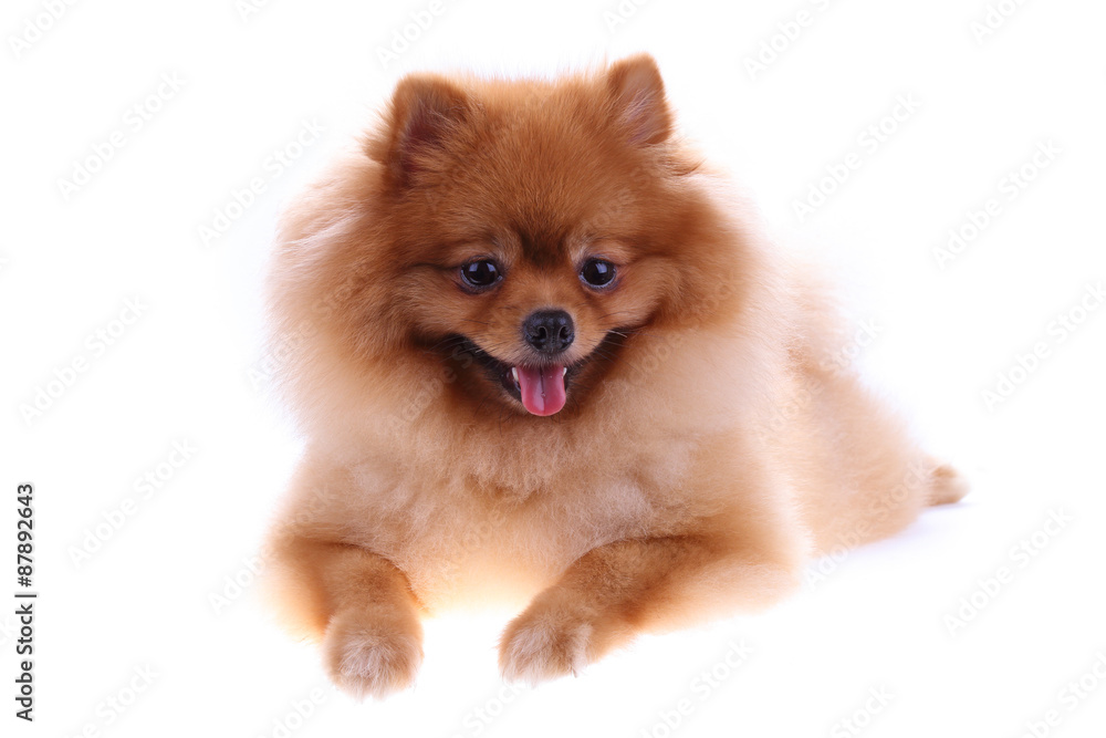 brown pomeranian dog isolated on white background brown pomeranian dog isolated on white background