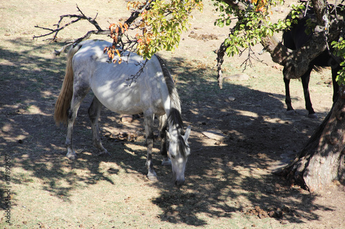 Andalusian horse on pasture