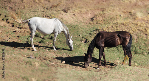 Andalusian horses on pasture