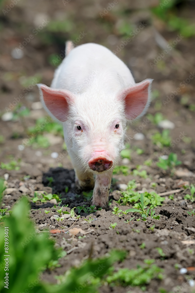 Piglet Piglet