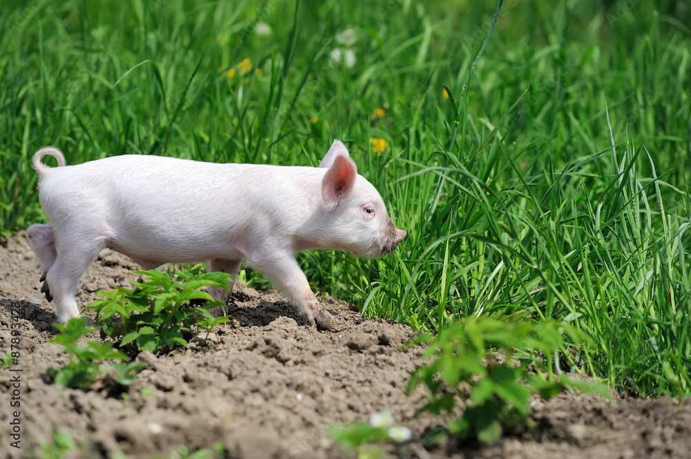 Piglet Piglet