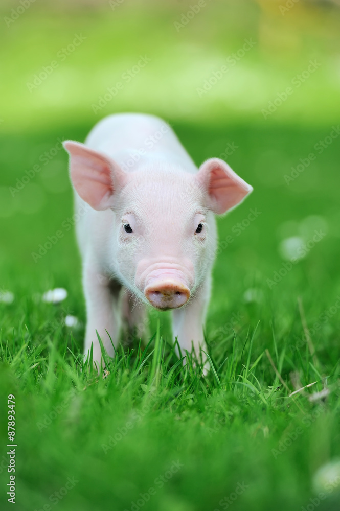 Piglet Piglet