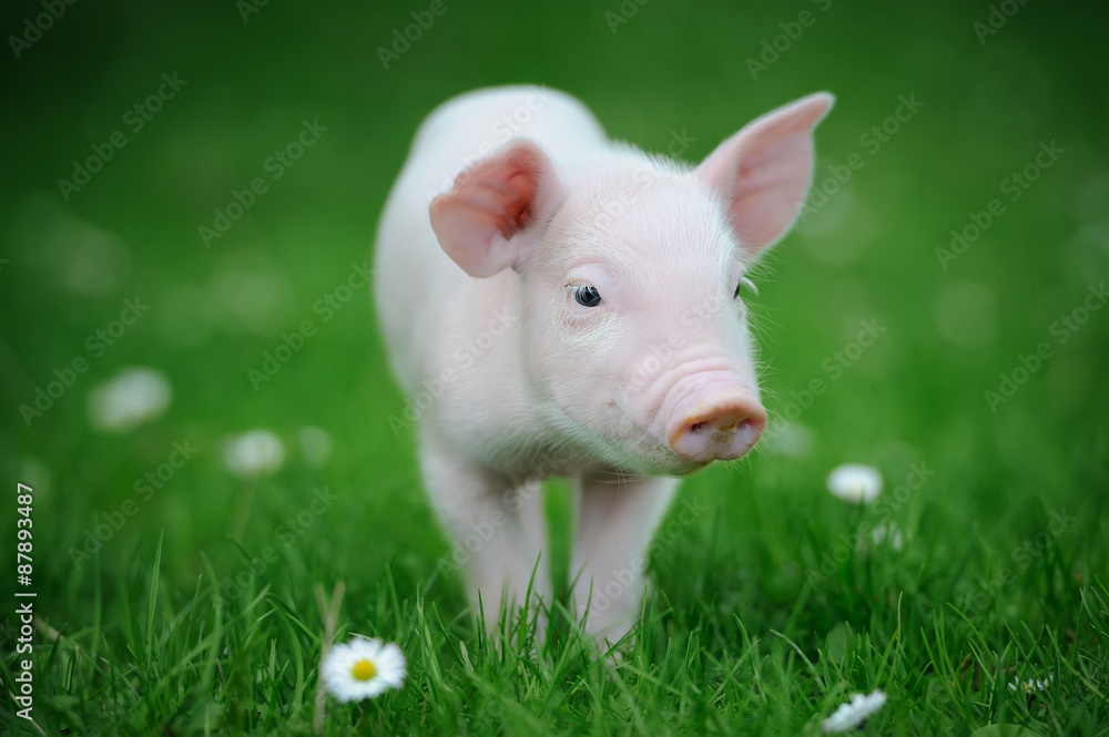 Piglet Piglet