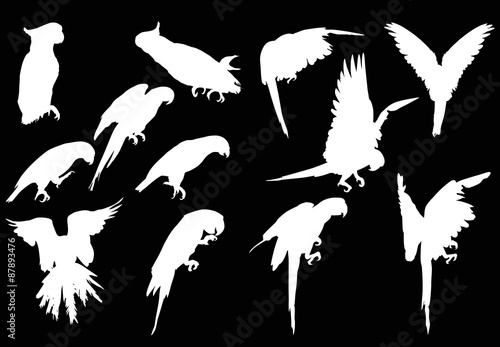 twelve white macaw silhouettes collection