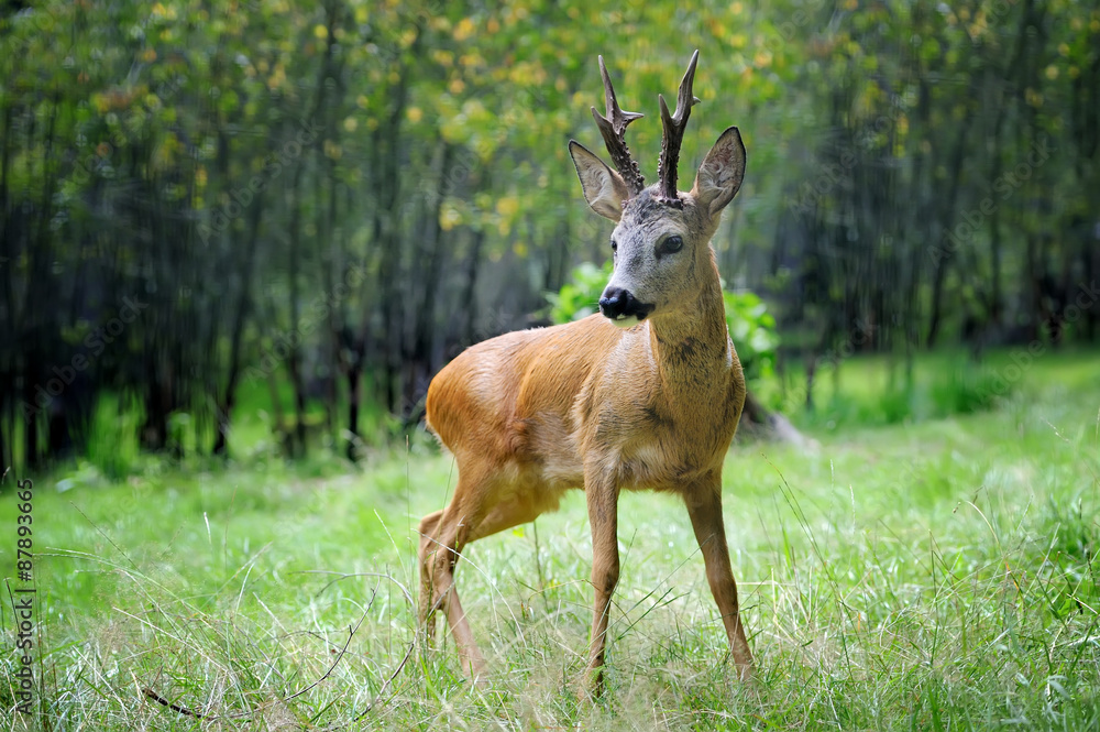 Naklejka premium Young deer in summer forest