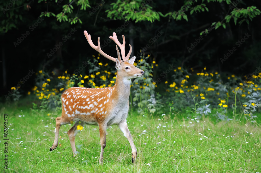 Obraz premium Whitetail Deer standing in summer wood