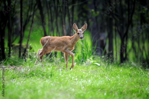 Young deer in summer forest