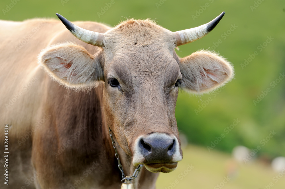Naklejka premium Cow on mountain pasture