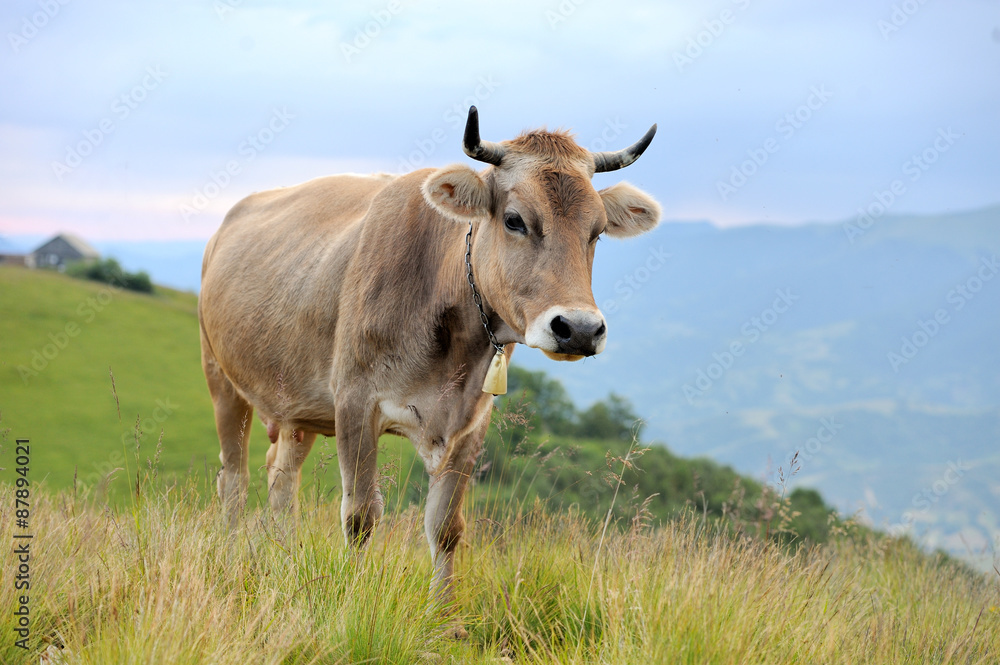 Cow on mountain pasture Cow on mountain pasture