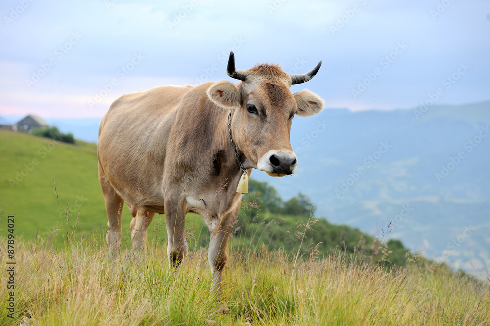 Cow on mountain pasture