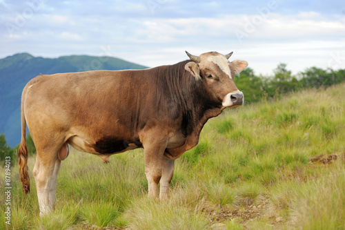 Cow on mountain pasture © byrdyak