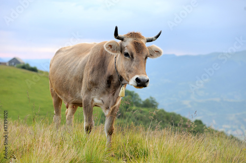 Fototapeta Naklejka Na Ścianę i Meble -  Cow on mountain pasture