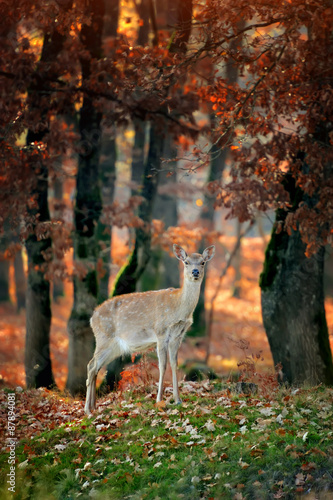Whitetail Deer standing in autumn day