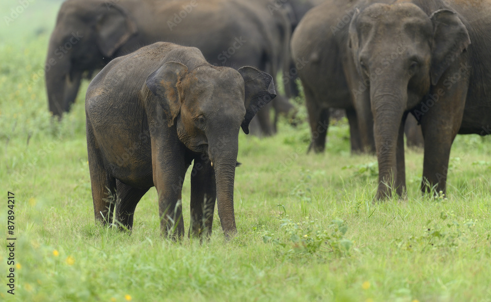 Fototapeta premium Elephants