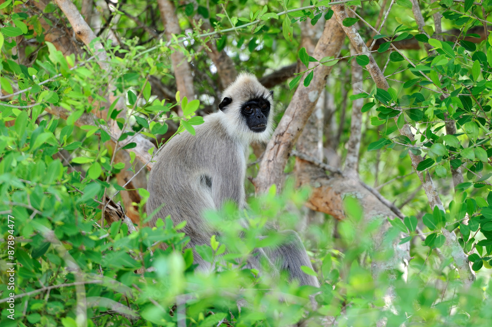 Fototapeta premium Monkey in the living nature