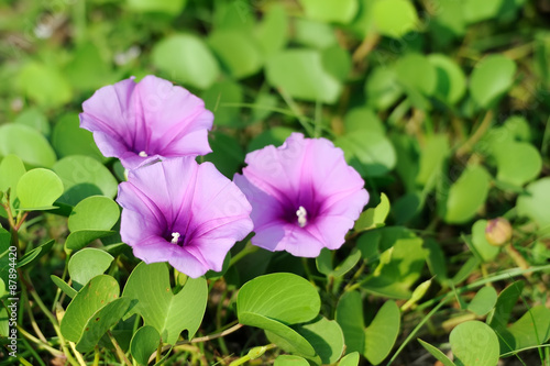 Violet flowers and green grass on the beach