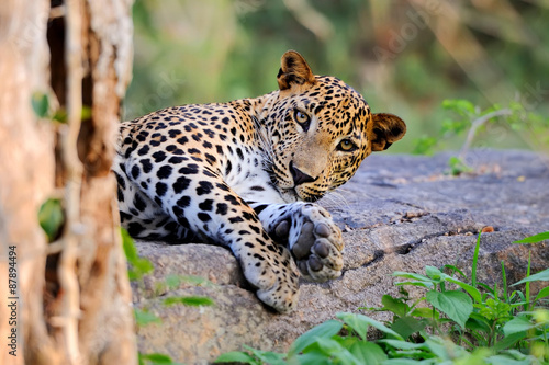 Leopard © byrdyak