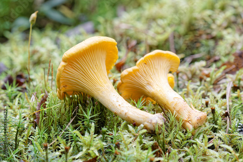 Two chantarelles laying in the moss