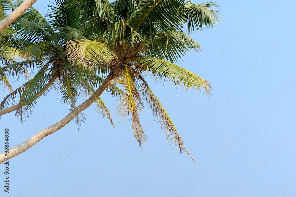 Fototapeta premium Palm tree