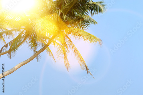 Palm tree © byrdyak