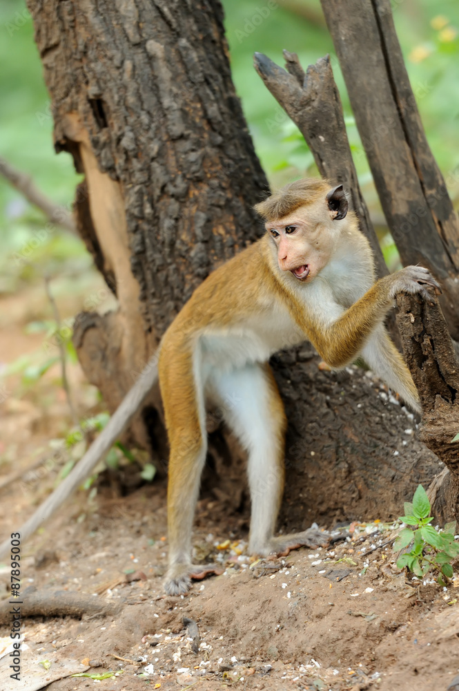 Monkey in the living nature