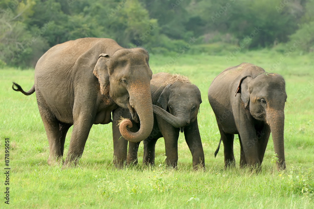Elephants Elephants
