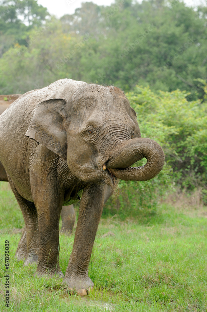 Fototapeta premium Elephants