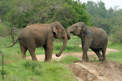 Elephants