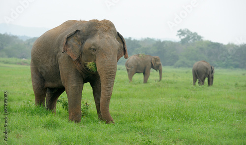 Elephants