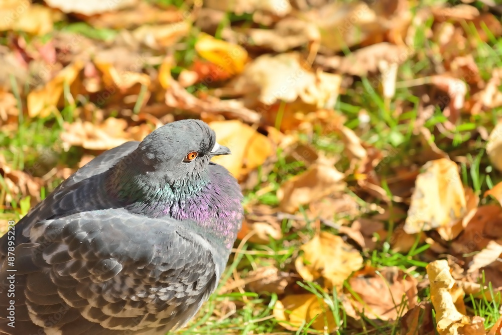 落ち葉の中の鳩 落ち葉の中の鳩