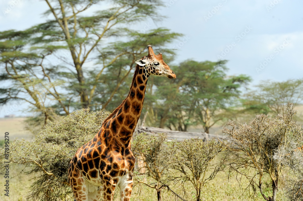 Obraz premium Giraffe
